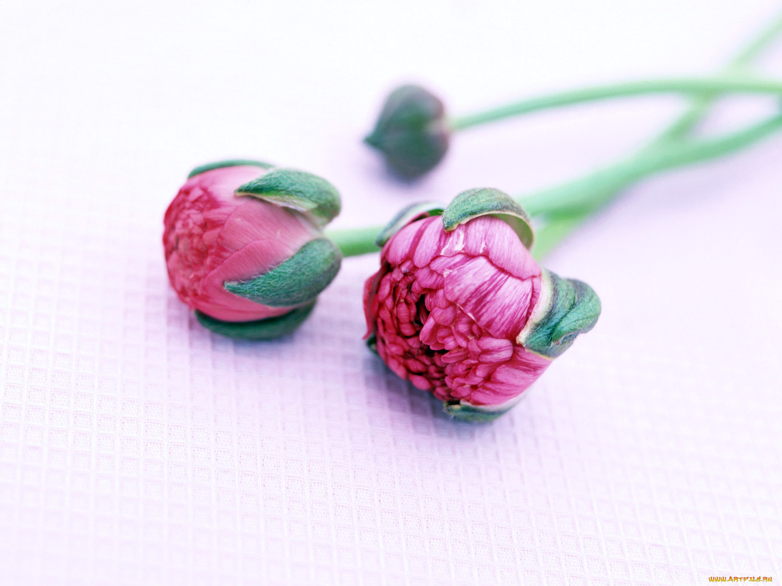 homeflower, , , , 